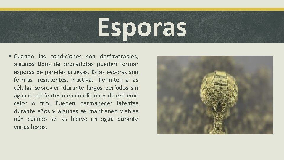 Esporas § Cuando las condiciones son desfavorables, algunos tipos de procariotas pueden formar esporas