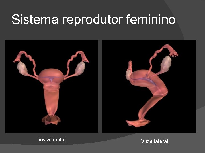 Sistema reprodutor feminino Vista frontal Vista lateral 