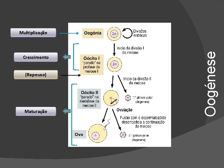 Crescimento (Repouso) Maturação Oogénese Multiplicação 