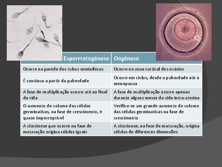 Espermatogénese Ocorre na parede dos tubos seminíferos Ocorre na zona cortical dos ovários É