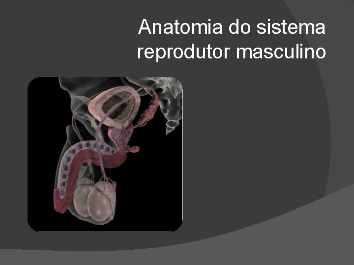 Anatomia do sistema reprodutor masculino 