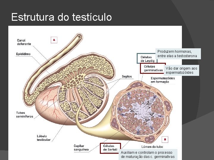 Estrutura do testículo Produzem hormonas, entre elas a testosterona Vão dar origem aos espermatozóides