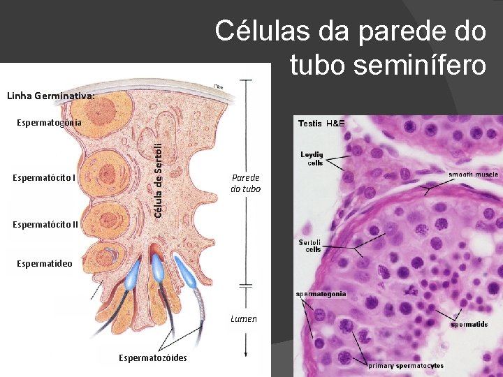 Células da parede do tubo seminífero Linha Germinativa: Espermatócito II Célula de Sertoli Espermatogónia