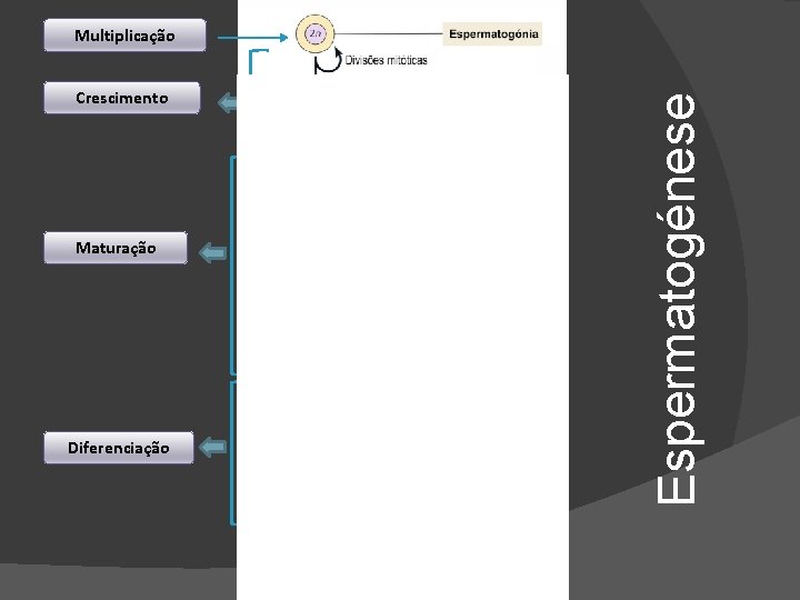 Crescimento Maturação Diferenciação Espermatogénese Multiplicação 