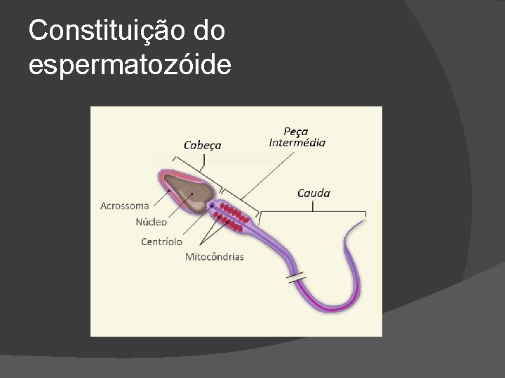 Constituição do espermatozóide 