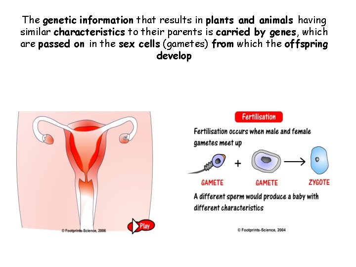 The genetic information that results in plants and animals having similar characteristics to their