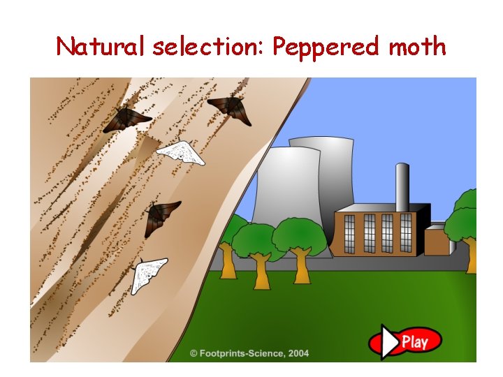 Natural selection: Peppered moth 