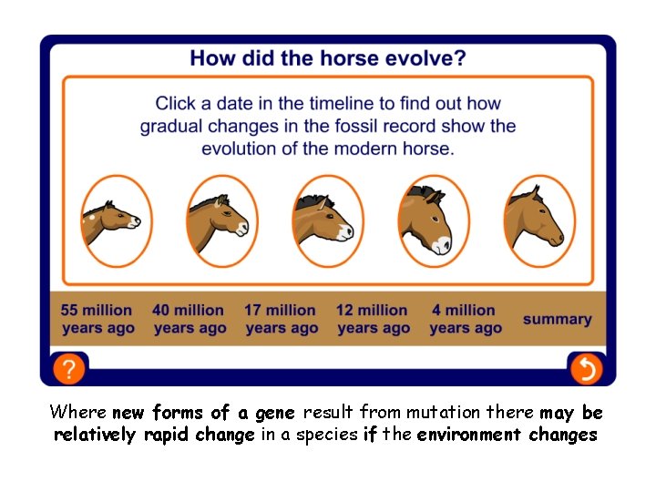 Where new forms of a gene result from mutation there may be relatively rapid