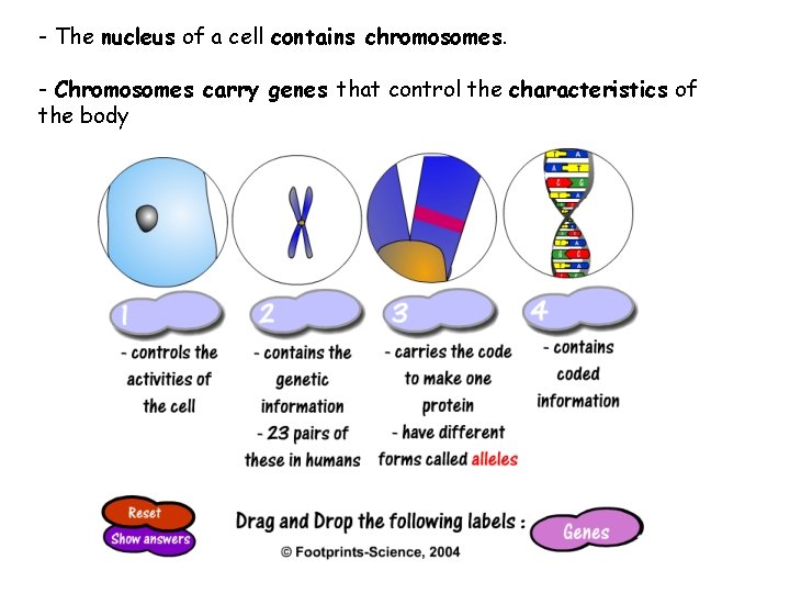 - The nucleus of a cell contains chromosomes. - Chromosomes carry genes that control