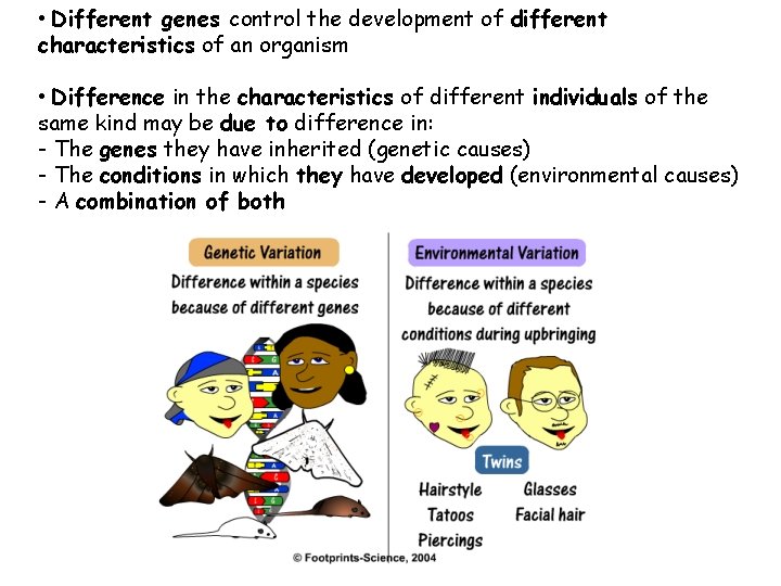  • Different genes control the development of different characteristics of an organism •