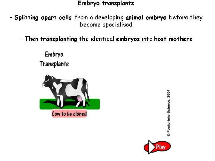 Embryo transplants – Splitting apart cells from a developing animal embryo before they become