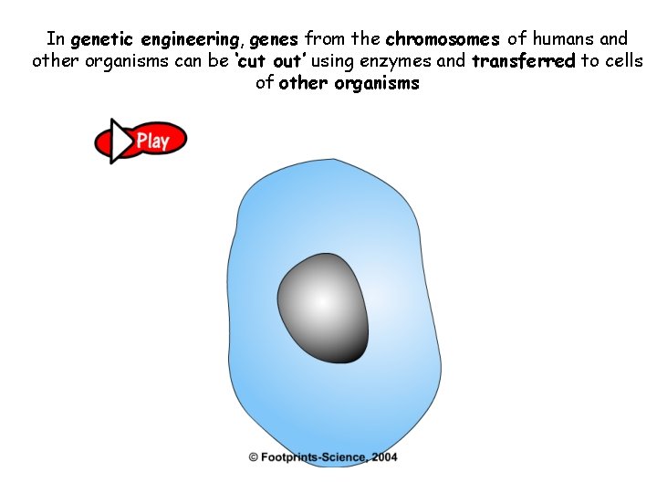 In genetic engineering, genes from the chromosomes of humans and other organisms can be