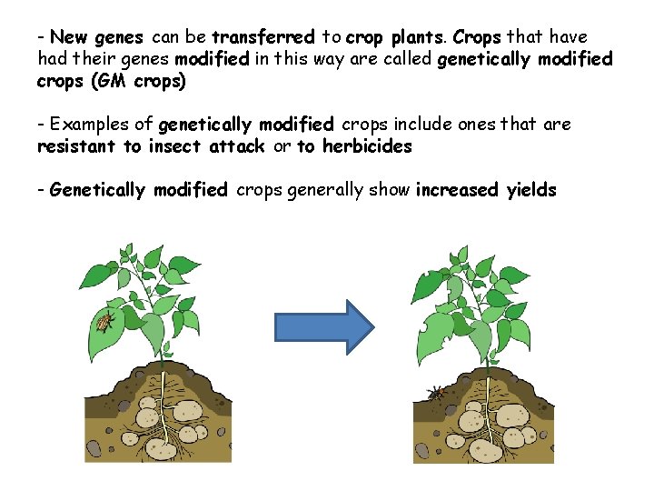 - New genes can be transferred to crop plants. Crops that have had their