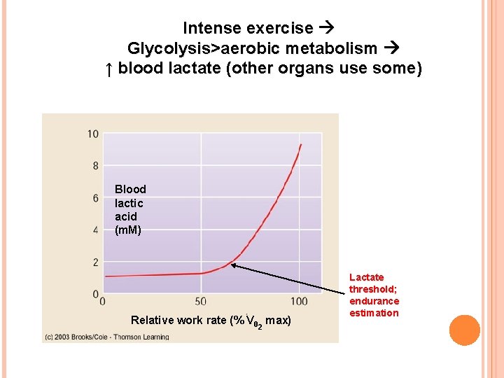 Intense exercise Glycolysis>aerobic metabolism ↑ blood lactate (other organs use some) Blood lactic acid