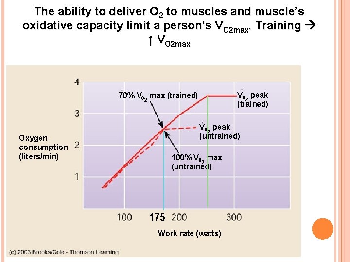 The ability to deliver O 2 to muscles and muscle’s oxidative capacity limit a