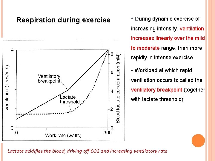 Respiration during exercise • During dynamic exercise of increasing intensity, ventilation increases linearly over