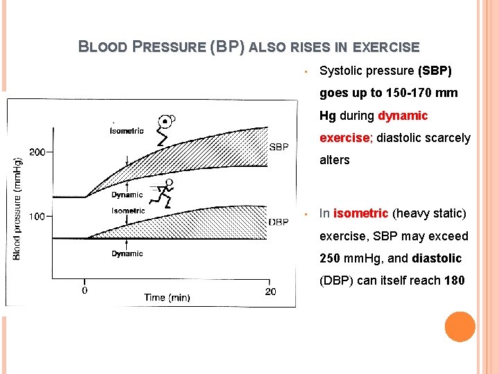BLOOD PRESSURE (BP) ALSO RISES IN EXERCISE • Systolic pressure (SBP) goes up to