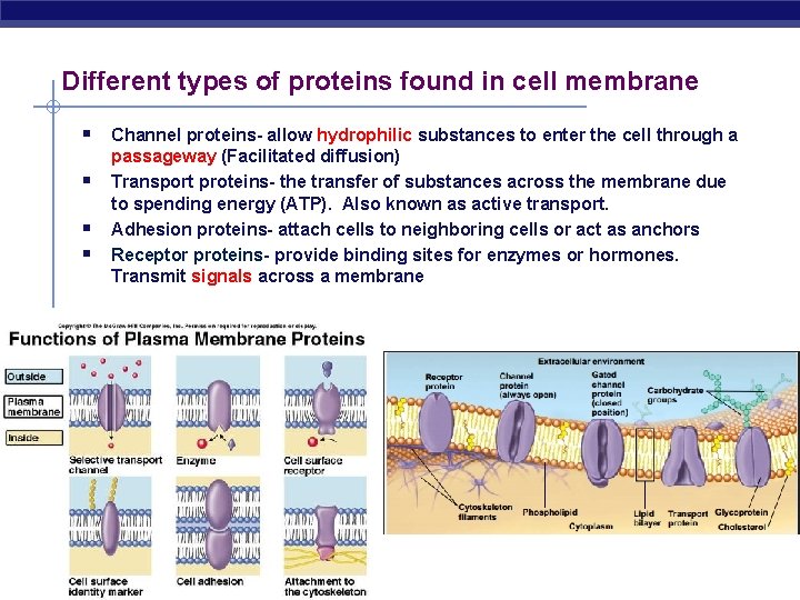 Channel Protein Example Cell Membranes Movement Across Them Regents Biology 2006