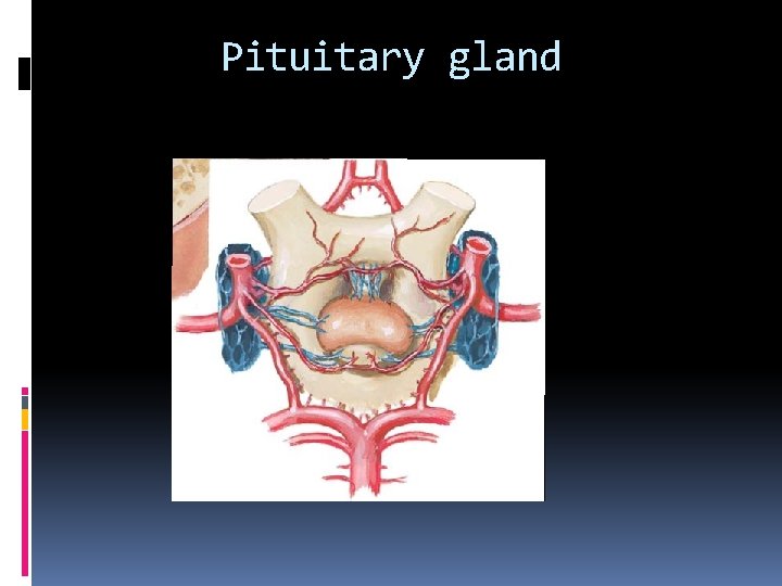 Pituitary gland 