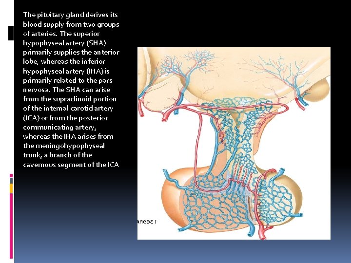 The pituitary gland derives its blood supply from two groups of arteries. The superior