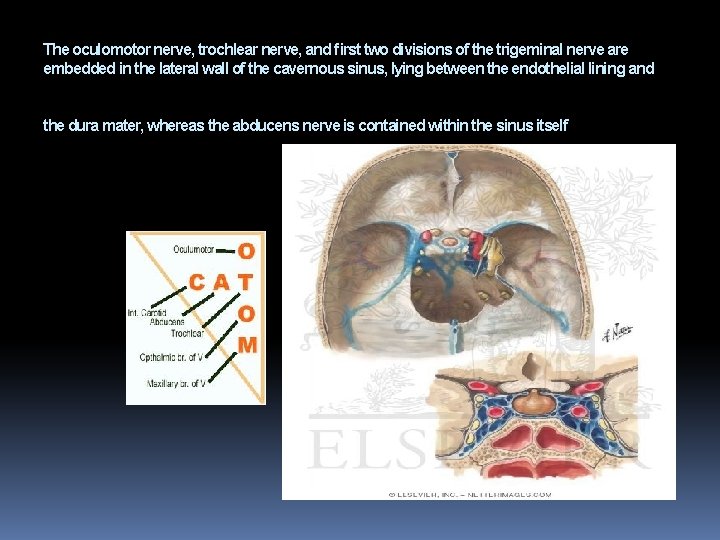 The oculomotor nerve, trochlear nerve, and ﬁrst two divisions of the trigeminal nerve are