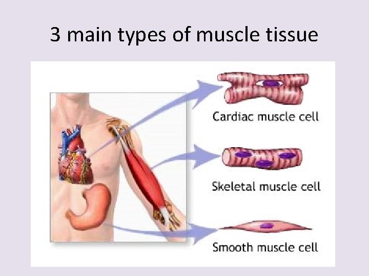 3 main types of muscle tissue 