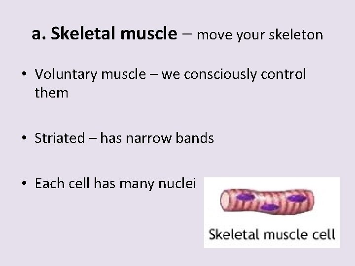 a. Skeletal muscle – move your skeleton • Voluntary muscle – we consciously control