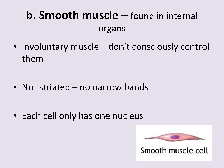b. Smooth muscle – found in internal organs • Involuntary muscle – don’t consciously