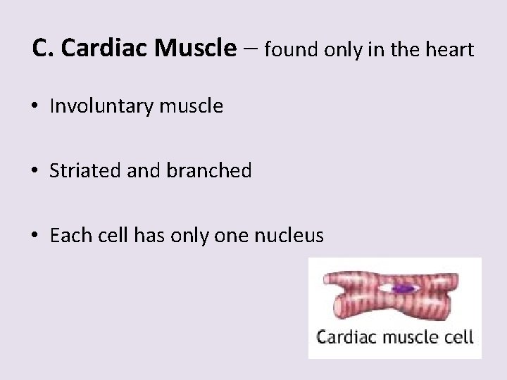 C. Cardiac Muscle – found only in the heart • Involuntary muscle • Striated