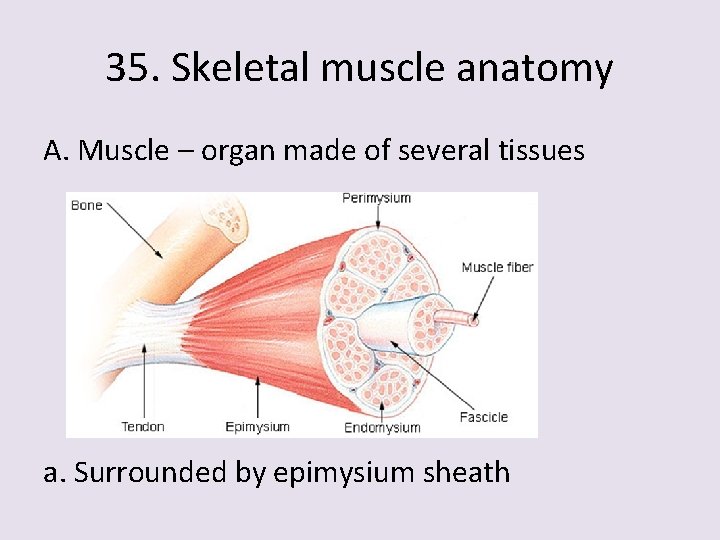35. Skeletal muscle anatomy A. Muscle – organ made of several tissues a. Surrounded