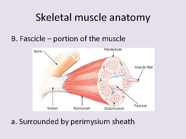 Skeletal muscle anatomy B. Fascicle – portion of the muscle a. Surrounded by perimysium