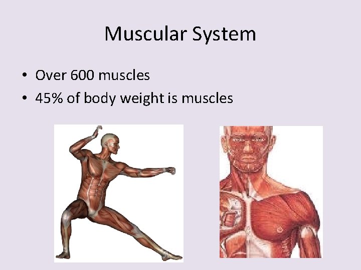 Muscular System • Over 600 muscles • 45% of body weight is muscles 