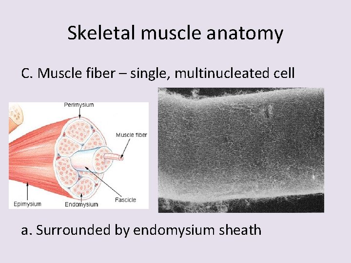 Skeletal muscle anatomy C. Muscle fiber – single, multinucleated cell a. Surrounded by endomysium
