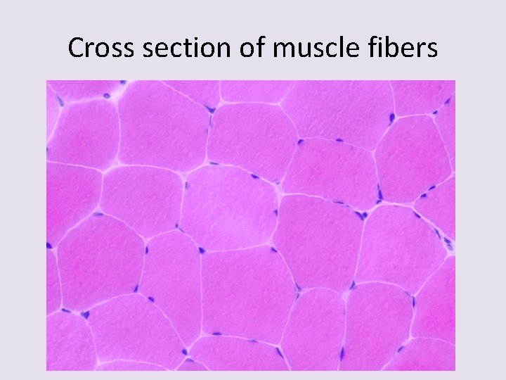 Cross section of muscle fibers 