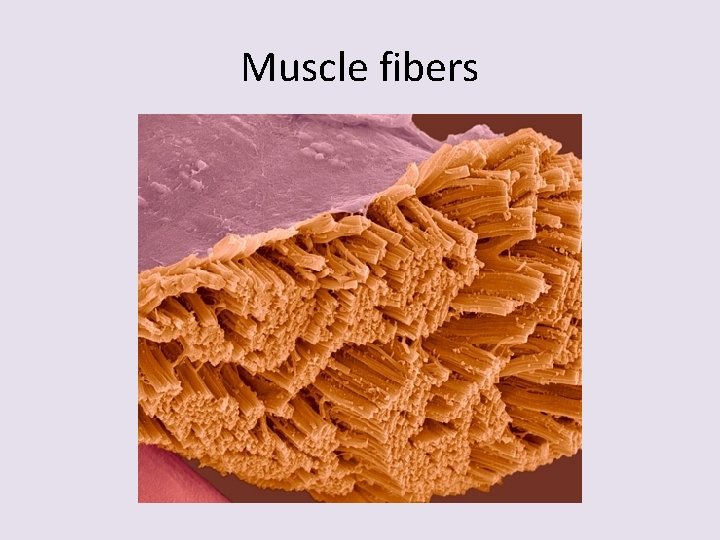 Muscle fibers 
