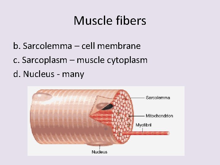 Muscle fibers b. Sarcolemma – cell membrane c. Sarcoplasm – muscle cytoplasm d. Nucleus