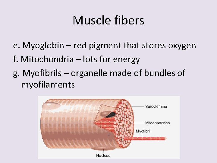Muscle fibers e. Myoglobin – red pigment that stores oxygen f. Mitochondria – lots
