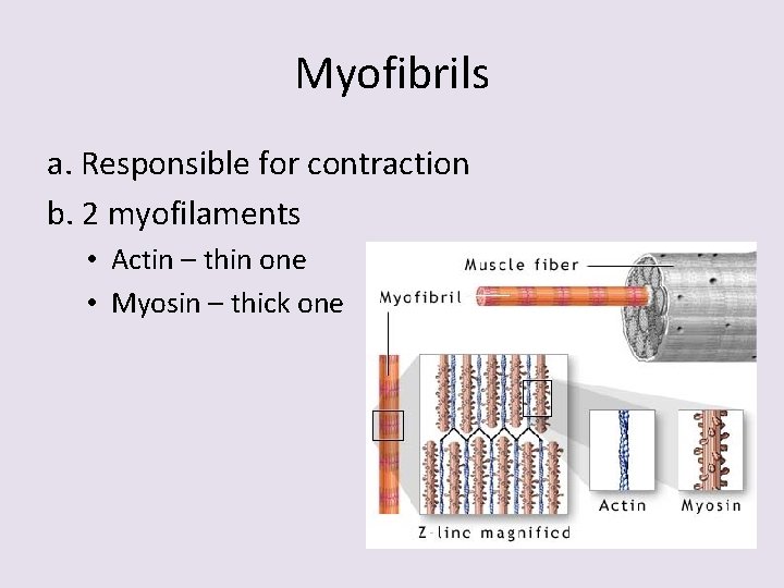 Myofibrils a. Responsible for contraction b. 2 myofilaments • Actin – thin one •