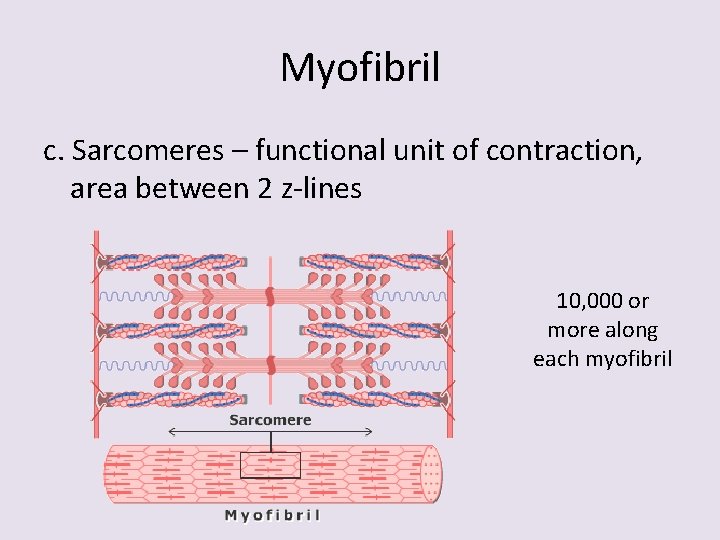 Myofibril c. Sarcomeres – functional unit of contraction, area between 2 z-lines 10, 000