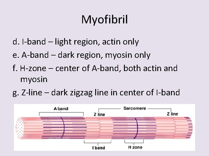 Myofibril d. I-band – light region, actin only e. A-band – dark region, myosin
