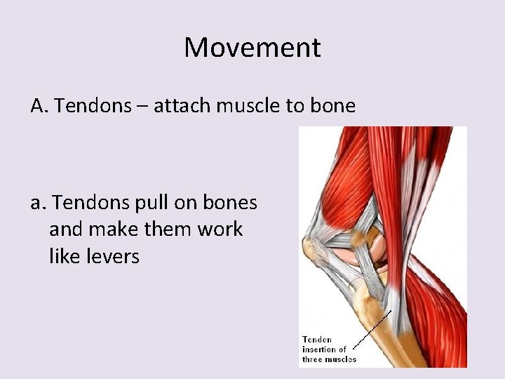 Movement A. Tendons – attach muscle to bone a. Tendons pull on bones and