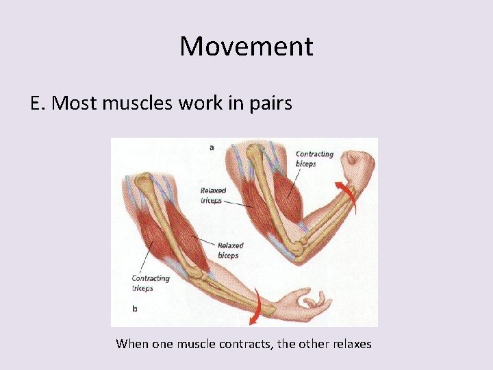 Movement E. Most muscles work in pairs When one muscle contracts, the other relaxes