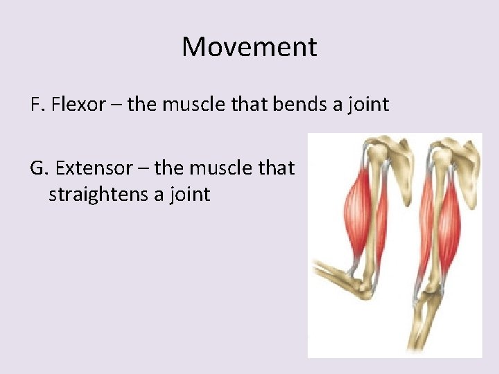 Movement F. Flexor – the muscle that bends a joint G. Extensor – the