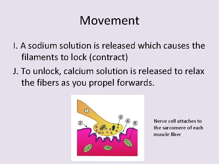 Movement I. A sodium solution is released which causes the filaments to lock (contract)