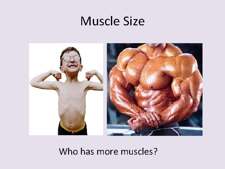 Muscle Size Who has more muscles? 