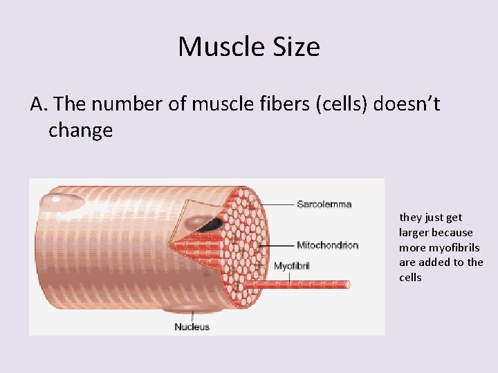 Muscle Size A. The number of muscle fibers (cells) doesn’t change they just get