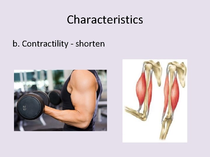 Characteristics b. Contractility - shorten 