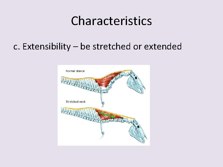 Characteristics c. Extensibility – be stretched or extended 