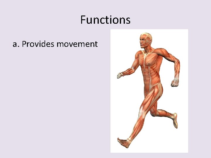 Functions a. Provides movement 