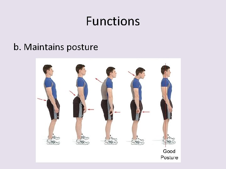 Functions b. Maintains posture 
